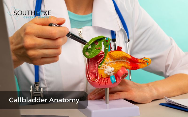 Diagram of the gallbladder showing its location and components.