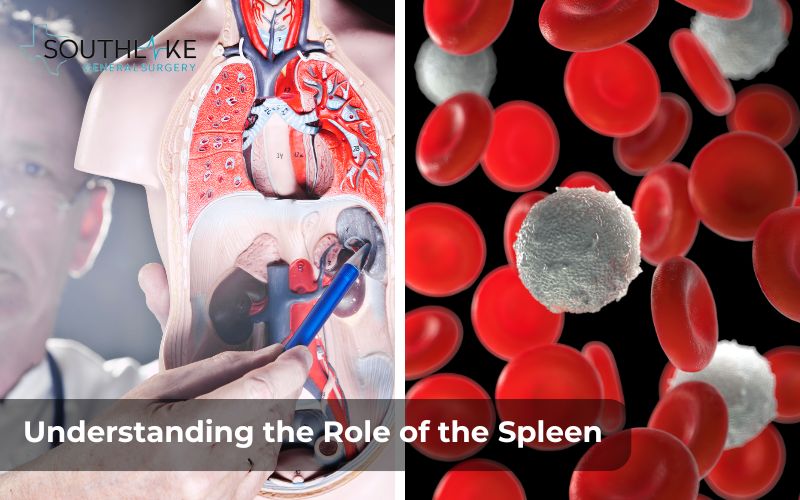 Graphics explaining the spleen’s role in filtering blood, producing white blood cells, and storing platelets.