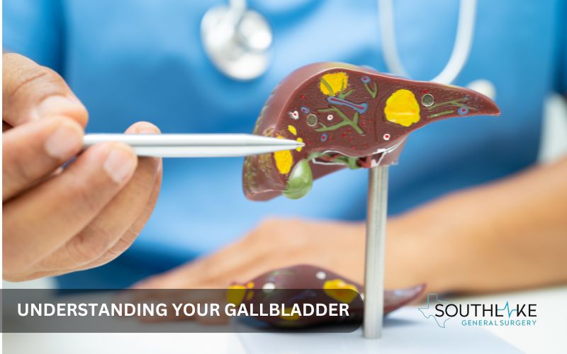 Diagram of the gallbladder and its location near the liver in the digestive system.