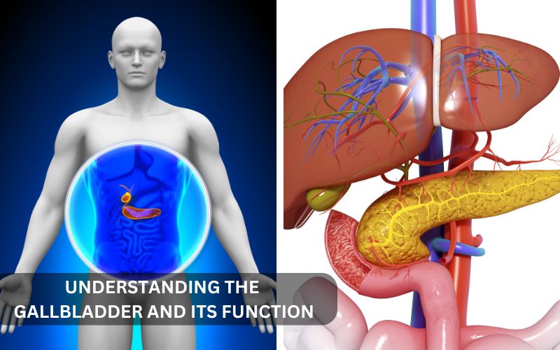 Anatomy of the gallbladder, bile ducts, and liver showing the role of bile in digestion.