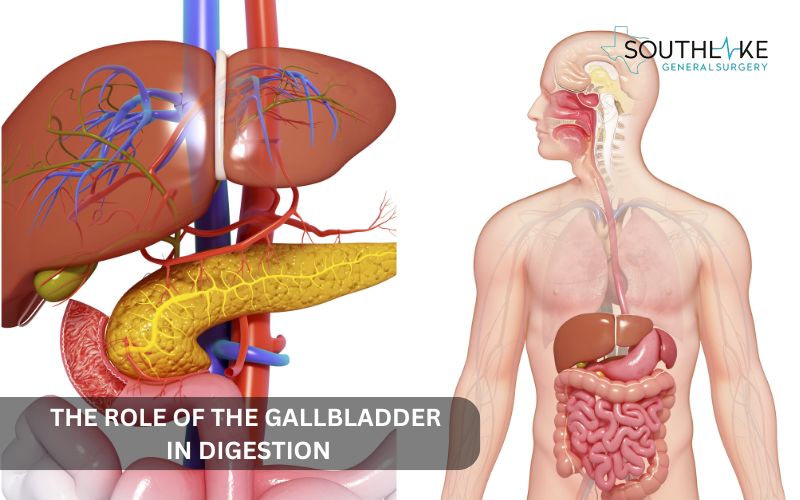 Process of the bile release from the gallbladder to break down fats in the digestive system.