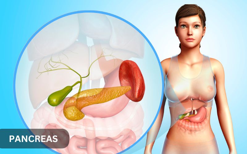 Detailed anatomy of the pancreas showing its location behind the stomach and near the duodenum.