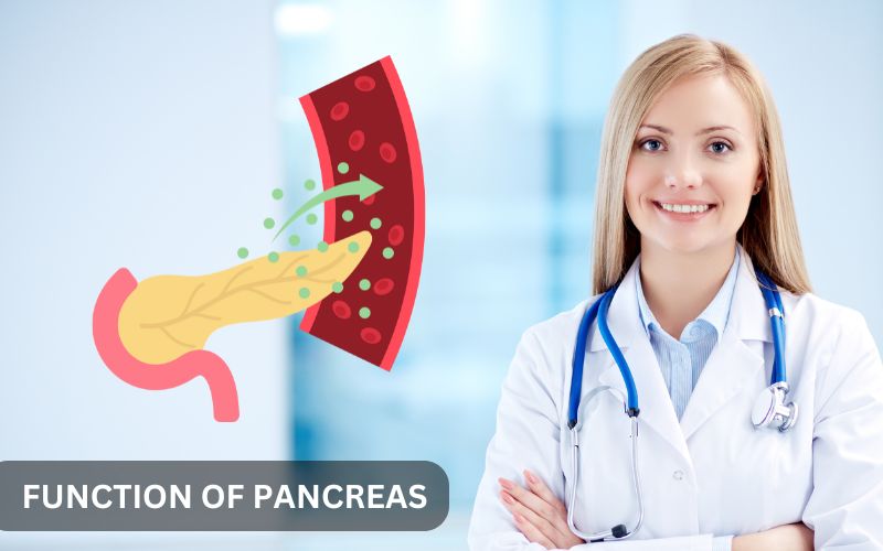 Diagram showing the pancreas's role in enzyme production and blood sugar regulation.