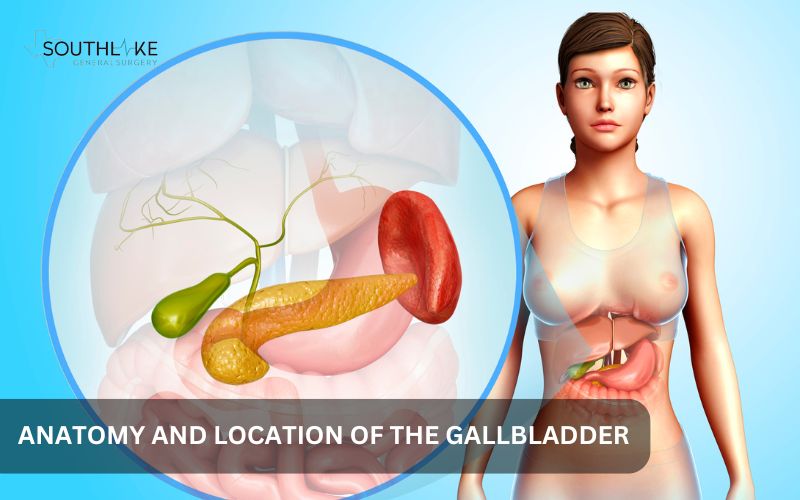 Illustration of the gallbladder's anatomy, showing the cystic duct and biliary system.