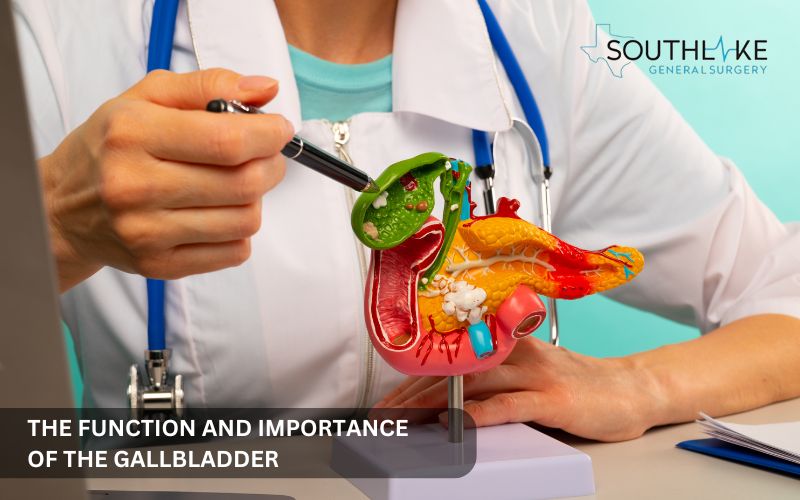 Image of the gallbladder anatomy and doctor explaining the process of releasing bile into the small intestine to aid in fat digestion.