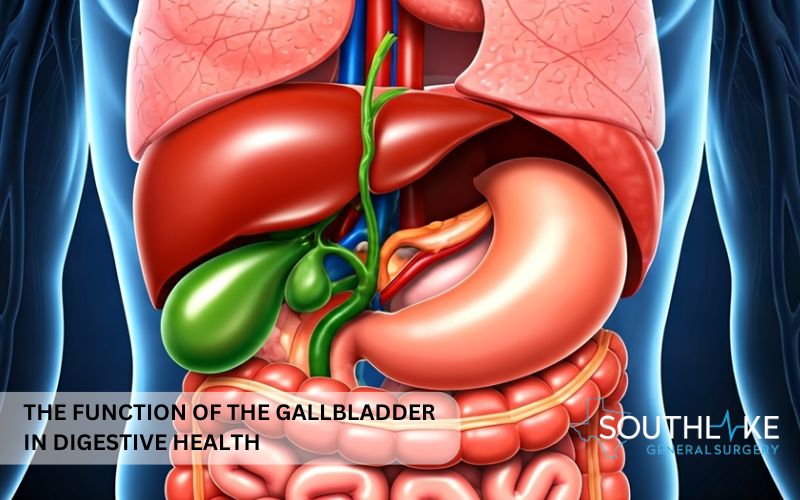 An image of the gallbladder in the digestive system.