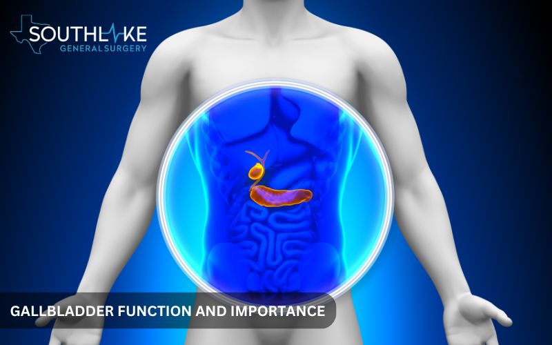 Gall Attack Symptoms: A Medical illustration of the gallbladder and its role in digestion.