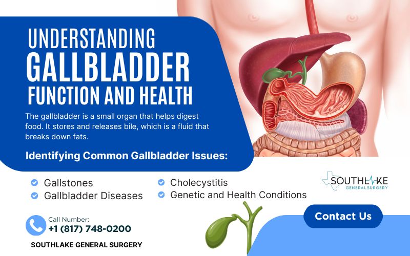 Anatomical diagram of the human digestive system with the gallbladder highlighted, showing its connection to the liver and small intestine.